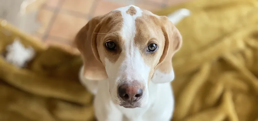 愛犬の歯磨きの重要性について