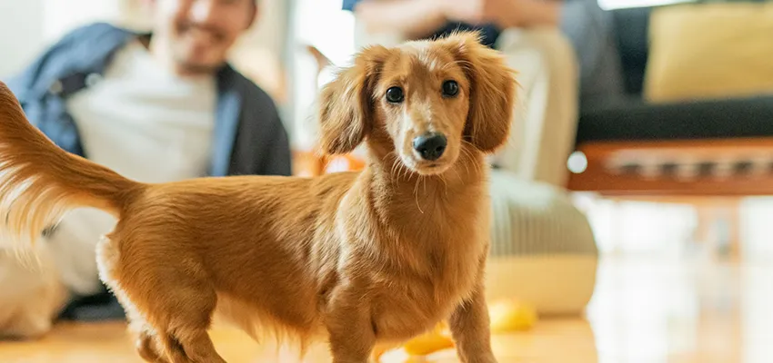 成犬と子犬で異なる年齢別歯磨きの方法とは